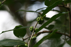 Glochidion ellipticum